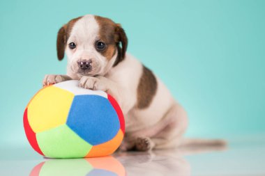 Mutlu bir köpek yavrusu topla oynuyor.