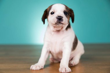 Küçük köpek yavrusu, hayvan konsepti