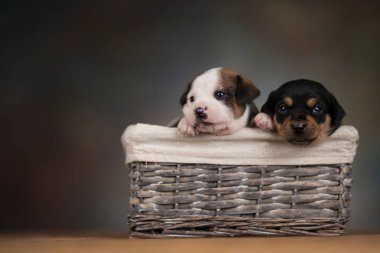 Hasır sepette küçük köpekler