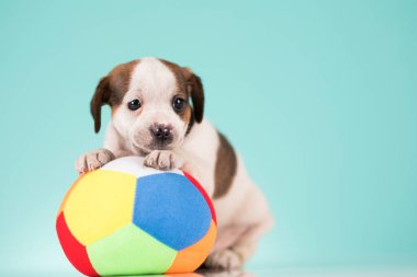 Yavru köpek topla oynuyor.