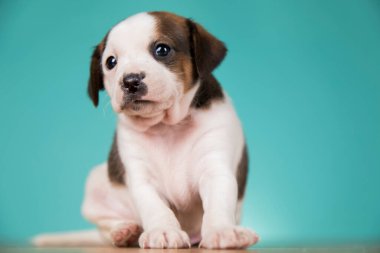 Şirin köpek yavrusu, hayvan konsepti.