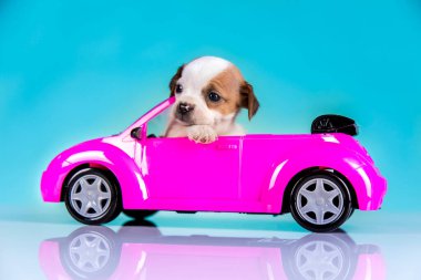 Pembe arabadaki küçük bir köpek.