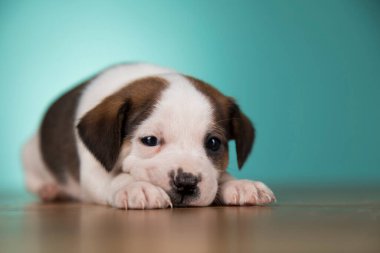 Şirin köpek yavrusu, hayvan konsepti.