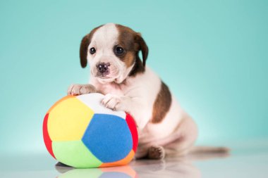 Mutlu bir köpek yavrusu topla oynuyor.