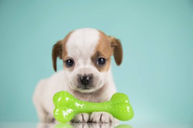 Köpek lastik bir kemikle uyur.