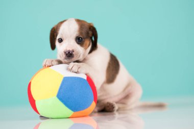 Mutlu bir köpek yavrusu topla oynuyor.
