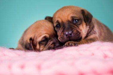 Evcil hayvan, köpek yavrusu, battaniyenin üstünde uyuyor.