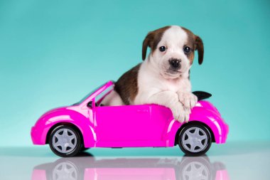Pembe arabadaki şirin köpek.