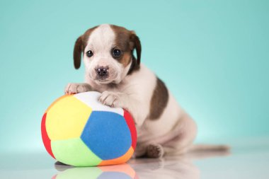 Yavru köpek topla oynuyor.