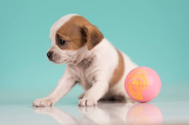 Yavru köpek topla oynuyor.