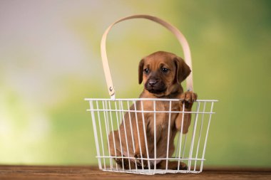 Evcil hayvan, yavru köpek, hayvan konsepti.