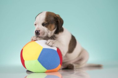 Yavru köpek topla oynuyor.