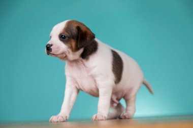 Şirin köpek yavrusu, hayvan konsepti.