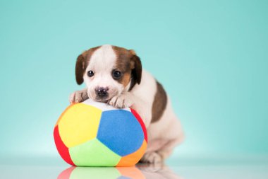 Mutlu bir köpek yavrusu topla oynuyor.