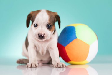 Mutlu bir köpek yavrusu topla oynuyor.