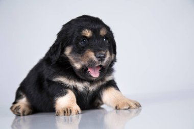 Beyaz bir arka planda küçük köpek