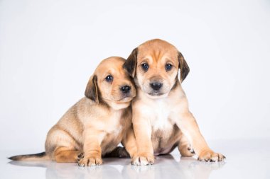 Beyaz arka planda güzel küçük bir köpek.