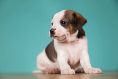 Küçük köpek yavrusu, hayvan konsepti