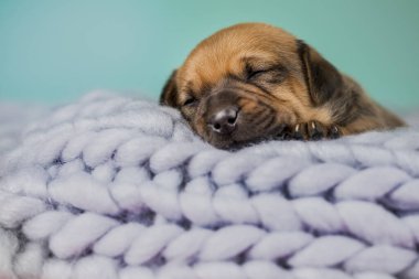 Küçük şirin yavrular battaniyenin üzerinde uyuyorlar.