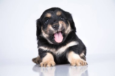 Beyaz bir arka planda küçük köpek