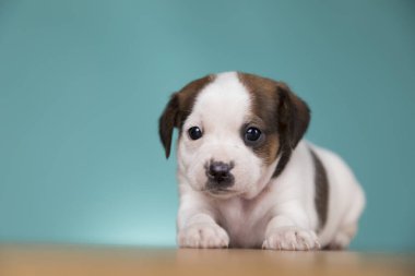 Şirin köpek yavrusu, hayvan konsepti.