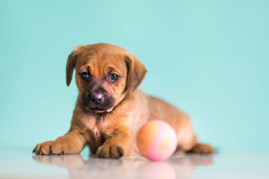 Mutlu bir köpek yavrusu topla oynuyor.