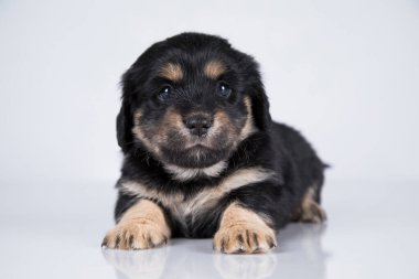 Beyaz arka planda küçük bir köpek