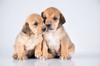 İki köpek, evcil hayvan, hayvan konsepti