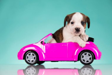 Pembe arabadaki köpek yavrusu.