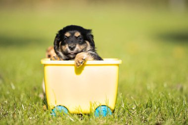 Oyuncak arabadaki küçük köpek çimlerin üzerinde