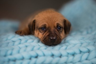 Yavru köpek uyuyor.