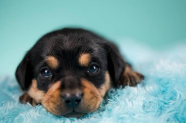 Battaniyenin üstünde uyuyan köpek