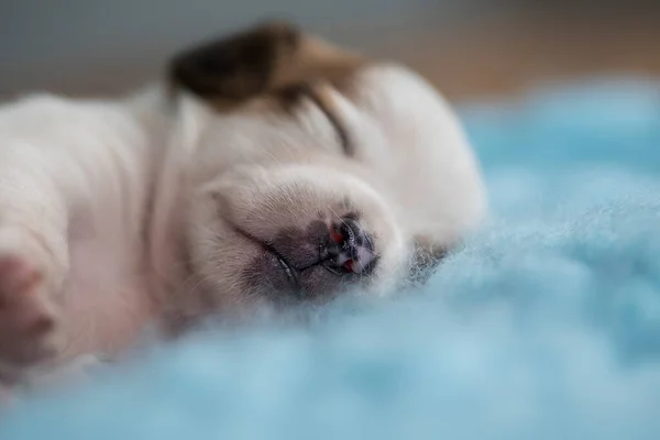 一只漂亮的小狗睡在毛毯上 — 图库照片