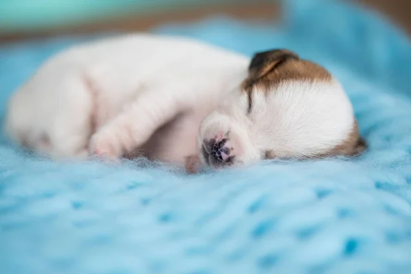 美しい小さな犬が毛布の上で眠る — ストック写真