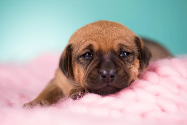 Battaniyenin Üstünde Uyuyan Köpek — Stok fotoğraf