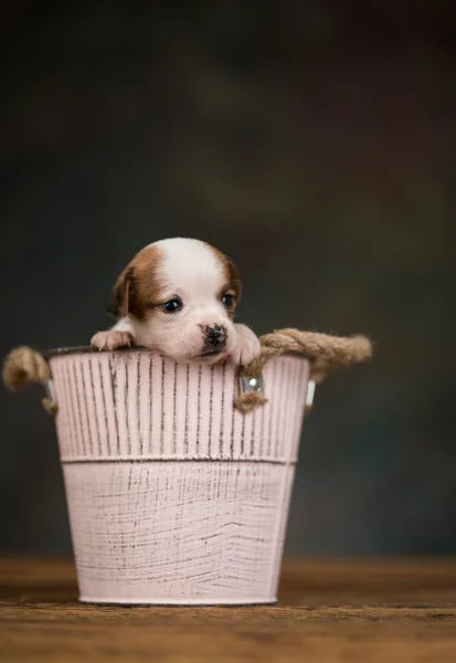 Маленький Собака Металевому Відрі — стокове фото