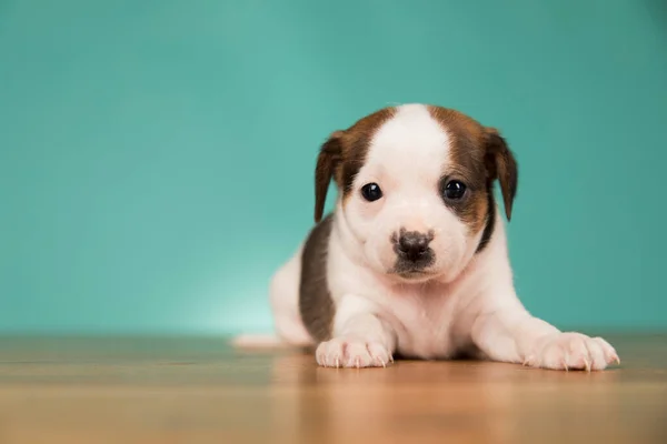 귀여운 강아지 — 스톡 사진