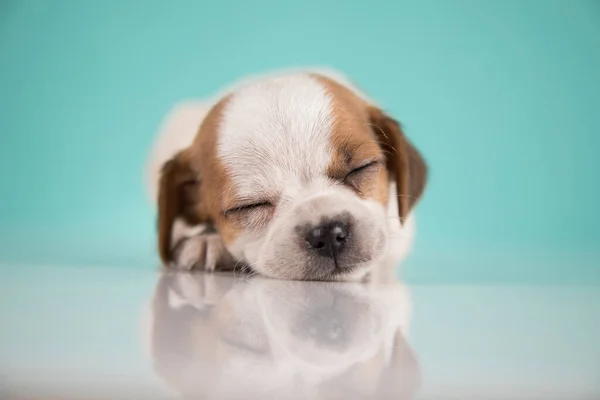 Liten Glad Hund Sover — Stockfoto