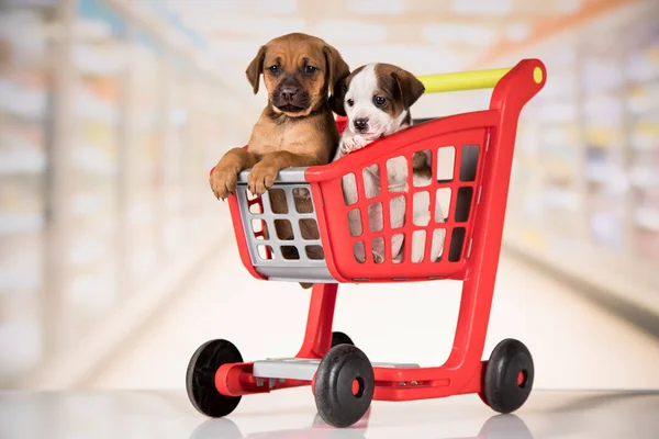 Cute Doggies Shopping Cart — Stock Photo, Image