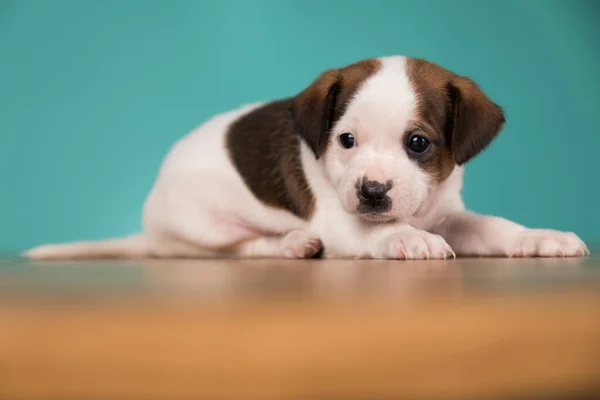 かわいい子犬犬 動物の概念 — ストック写真