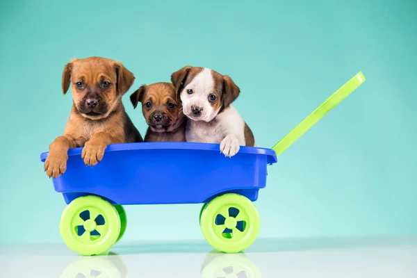 stock image Cute doggies in a toy wagon