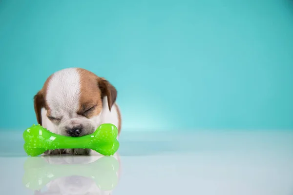 Hund Sover Med Ett Gummiben — Stockfoto