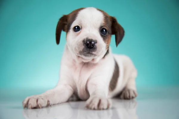 かわいい子犬犬 動物の概念 — ストック写真