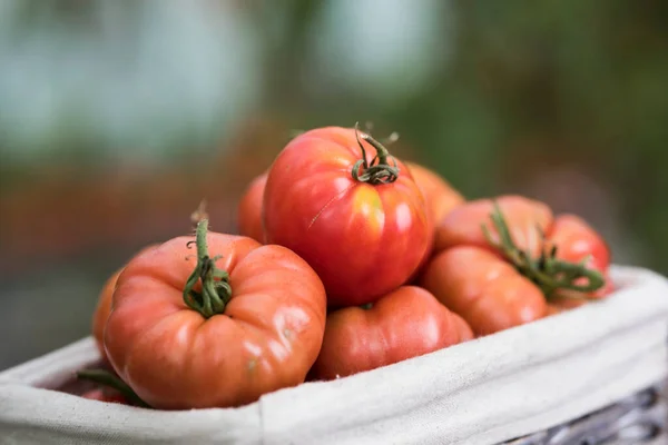 Tomaten Gemüsegarten Bioprodukte — Stockfoto