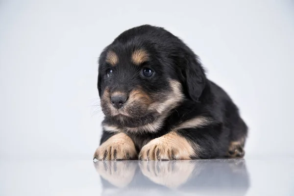 Pet Cane Cucciolo Animali Concetto — Foto Stock