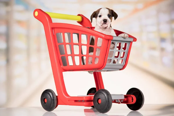 Dog in a shopping cart