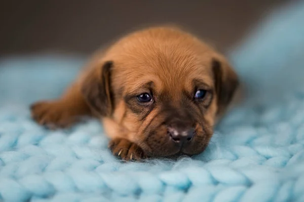 Köpek Küçük Tahta Bir Yatakta Uyur — Stok fotoğraf