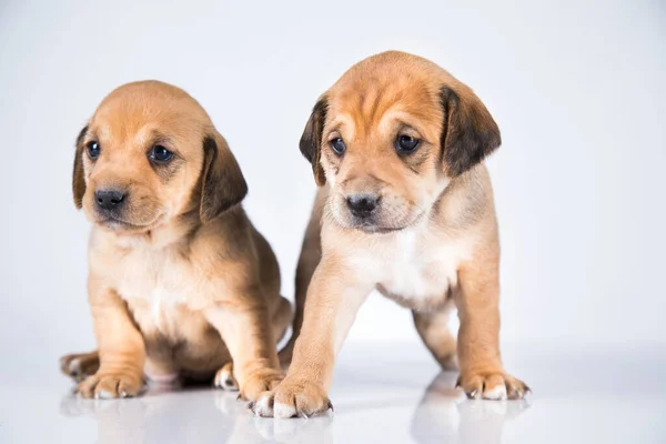 Zwei Hunde Haustier Tierkonzept — Stockfoto