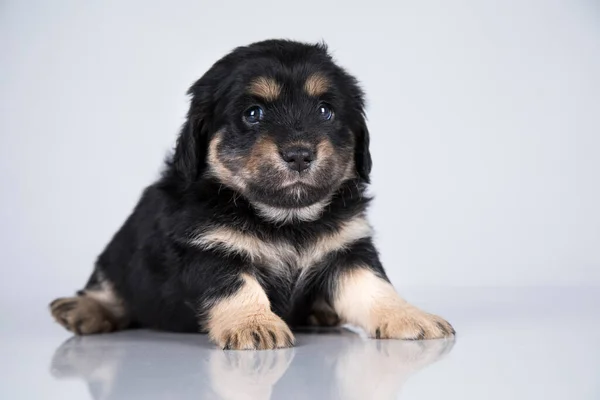 Pet Cão Cachorrinho Animais Conceito — Fotografia de Stock