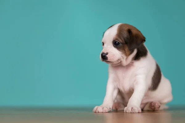 Schattige Puppy Hond Dieren Concept — Stockfoto